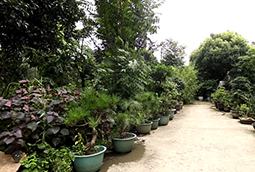 綠植租賃和買哪樣比較合適？